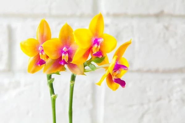 Красивая Редкая Орхидея Горшке Белом Фоне Лицензионные Стоковые Фото