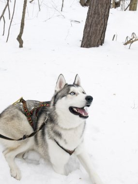 Husky köpek oturma ve karda oynarken.