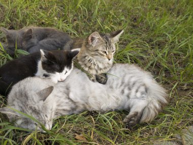 Uyku ve kedinin üzerine bir yaz gününde oynayan yavru kedi