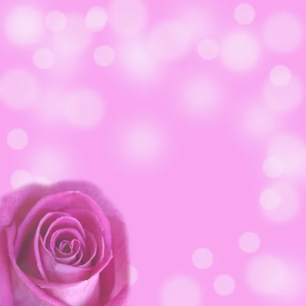 Розовая роза на розовом фоне — стоковое фото