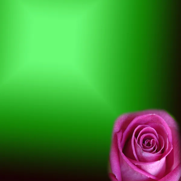 Rózsaszín rózsa zöld alapon — Stock Fotó