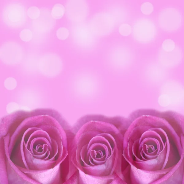 Ροζ τριαντάφυλλο σε ροζ φόντο Εικόνα Αρχείου