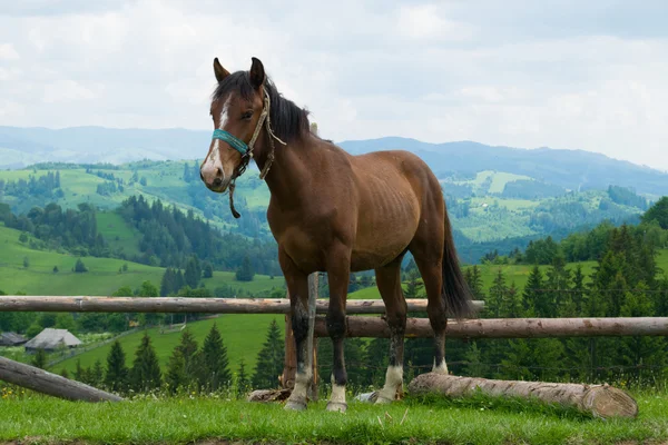 Een paard in de bergen — Stockfoto