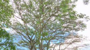 Yukarıya, dev ağaç gölgesine ve mavi gökyüzüne bakıyorum.