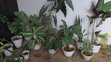 Calathea, Begonya, Aglaonema ve Arka Bahçe Bahçesindeki Çeşitli Bitkiler