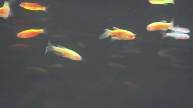 Longfin danio balığı akvaryum tankında canlı çizgiler, uzatılmış yüzgeçler ve parlayan vücut renklerini vurgular.