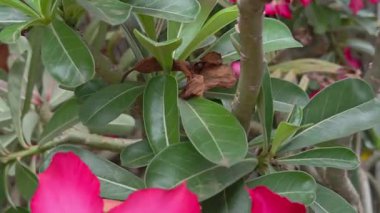 Canlı pembe adenyum obesum çöl çiçekleri, pürüzsüz yapraklar ve açık havada hafif bir esinti ile hareket eden yemyeşil yapraklar.