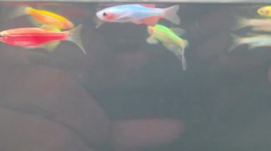 Uzun yüzgeçli danio balığı sürüsü açık ev akvaryumunda kırmızı turuncu yeşil ve mavi renkte yüzüyor.