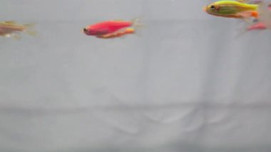 Temiz su ortamında canlı kırmızı sarı ve yeşil renkler gösteren Longfin danio balık grubunun yakın görüntüsü