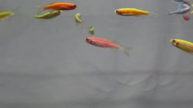 Akvaryumda canlı kırmızı ve yeşil renkler gösteren longfin danio balık grubunun yakın görüntüsü