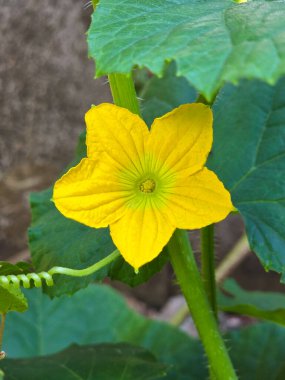 Zengin yeşil yapraklarla çevrili parlak bir karpuz çiçeğinin yakın çekimi.