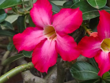 Pembe ve beyaz çöl gülleri (adenyum obesum) yemyeşil yapraklar, tropikal bahçe süslemeleri ile çiçek açarlar.