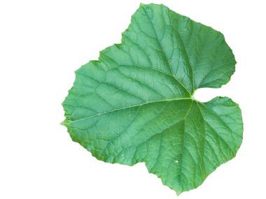 Beyaz arkaplanda izole edilmiş büyük karpuz yeşili yaprak