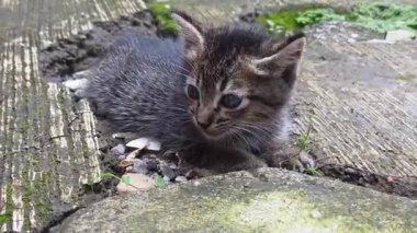 Küçük sevimli bir tekir kedi yavrusu yerde oturmuş doğal ortamını keşfederken merakla etrafına bakıyor.