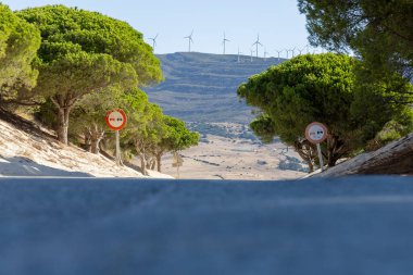A road winds through a sand dune, lined with a pine forest that slowly disappears into the sand. Landscape shot at the Duna De Valdevaqueros, Tarifa, Andalusia, Spain