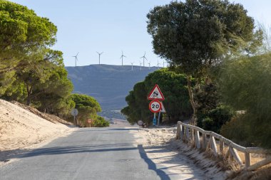 A road winds through a sand dune, lined with a pine forest that slowly disappears into the sand. Landscape shot at the Duna De Valdevaqueros, Tarifa, Andalusia, Spain