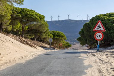 A road winds through a sand dune, lined with a pine forest that slowly disappears into the sand. Landscape shot at the Duna De Valdevaqueros, Tarifa, Andalusia, Spain