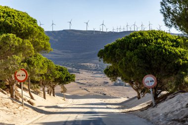 A road winds through a sand dune, lined with a pine forest that slowly disappears into the sand. Landscape shot at the Duna De Valdevaqueros, Tarifa, Andalusia, Spain
