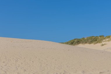 Barren vegetation of a sand dune. Steppe plants and a dune with a blue sky. Morning landscape shot at the Duna De Valdevaqueros, Tarifa, Andalusia, Spain
