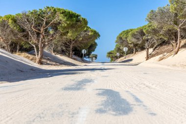 A road winds through a sand dune, lined with a pine forest that slowly disappears into the sand. Landscape shot at the Duna De Valdevaqueros, Tarifa, Andalusia, Spain