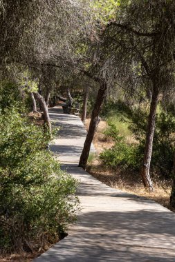 Akdeniz çam ormanının içinden ahşap bir tahta kaldırım geçiyor. Sabah ışığı, doğa koruma alanının iğnelerinden parlar. Pinar De La Almedraba, Pinares De Rota, Rota, Cadiz, Endülüs, İspanya