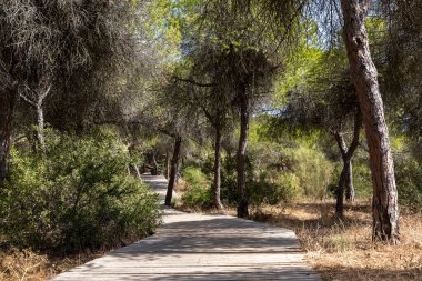 Akdeniz çam ormanının içinden ahşap bir tahta kaldırım geçiyor. Sabah ışığı, doğa koruma alanının iğnelerinden parlar. Pinar De La Almedraba, Pinares De Rota, Rota, Cadiz, Endülüs, İspanya