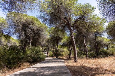 Akdeniz çam ormanının içinden ahşap bir tahta kaldırım geçiyor. Sabah ışığı, doğa koruma alanının iğnelerinden parlar. Pinar De La Almedraba, Pinares De Rota, Rota, Cadiz, Endülüs, İspanya