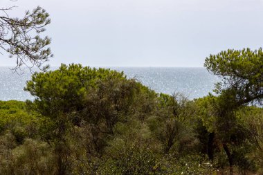 Yoğun bir Akdeniz çam ormanının üzerinde sabah manzarası. Pinar De La Almedraba doğa koruma alanı, Pinares De Rota, Rota, Cdiz, Endülüs, İspanya sahillerinde gün doğumu.