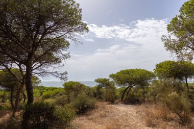 Yoğun bir Akdeniz çam ormanının üzerinde sabah manzarası. Pinar De La Almedraba doğa koruma alanı, Pinares De Rota, Rota, Cdiz, Endülüs, İspanya sahillerinde gün doğumu.