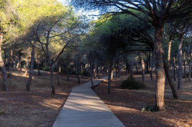 Akdeniz çam ormanının içinden ahşap bir tahta kaldırım geçiyor. Sabah ışığı, doğa koruma alanının iğnelerinden parlar. Pinar De La Almedraba, Pinares De Rota, Rota, Cadiz, Endülüs, İspanya