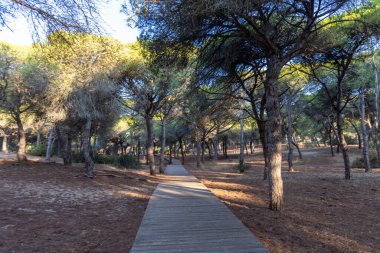 Akdeniz çam ormanının içinden ahşap bir tahta kaldırım geçiyor. Sabah ışığı, doğa koruma alanının iğnelerinden parlar. Pinar De La Almedraba, Pinares De Rota, Rota, Cadiz, Endülüs, İspanya
