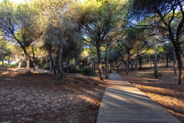 Akdeniz çam ormanının içinden ahşap bir tahta kaldırım geçiyor. Sabah ışığı, doğa koruma alanının iğnelerinden parlar. Pinar De La Almedraba, Pinares De Rota, Rota, Cadiz, Endülüs, İspanya