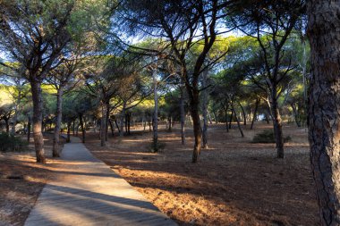 Akdeniz çam ormanının içinden ahşap bir tahta kaldırım geçiyor. Sabah ışığı, doğa koruma alanının iğnelerinden parlar. Pinar De La Almedraba, Pinares De Rota, Rota, Cadiz, Endülüs, İspanya