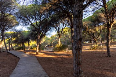 Akdeniz çam ormanının içinden ahşap bir tahta kaldırım geçiyor. Sabah ışığı, doğa koruma alanının iğnelerinden parlar. Pinar De La Almedraba, Pinares De Rota, Rota, Cadiz, Endülüs, İspanya