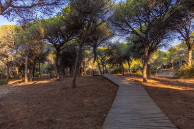 Akdeniz çam ormanının içinden ahşap bir tahta kaldırım geçiyor. Sabah ışığı, doğa koruma alanının iğnelerinden parlar. Pinar De La Almedraba, Pinares De Rota, Rota, Cadiz, Endülüs, İspanya