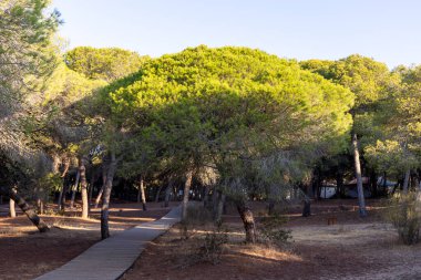 Akdeniz çam ormanının içinden ahşap bir tahta kaldırım geçiyor. Sabah ışığı, doğa koruma alanının iğnelerinden parlar. Pinar De La Almedraba, Pinares De Rota, Rota, Cadiz, Endülüs, İspanya