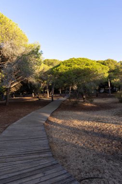 Akdeniz çam ormanının içinden ahşap bir tahta kaldırım geçiyor. Sabah ışığı, doğa koruma alanının iğnelerinden parlar. Pinar De La Almedraba, Pinares De Rota, Rota, Cadiz, Endülüs, İspanya