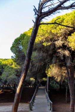 Akdeniz çam ormanının içinden ahşap bir tahta kaldırım geçiyor. Sabah ışığı, doğa koruma alanının iğnelerinden parlar. Pinar De La Almedraba, Pinares De Rota, Rota, Cadiz, Endülüs, İspanya