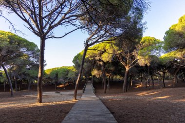 Akdeniz çam ormanının içinden ahşap bir tahta kaldırım geçiyor. Sabah ışığı, doğa koruma alanının iğnelerinden parlar. Pinar De La Almedraba, Pinares De Rota, Rota, Cadiz, Endülüs, İspanya