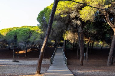 Akdeniz çam ormanının içinden ahşap bir tahta kaldırım geçiyor. Sabah ışığı, doğa koruma alanının iğnelerinden parlar. Pinar De La Almedraba, Pinares De Rota, Rota, Cadiz, Endülüs, İspanya