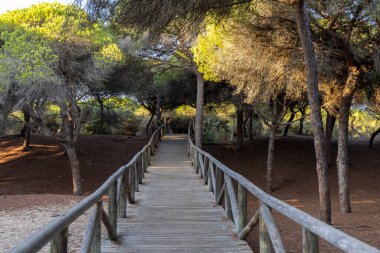 Akdeniz çam ormanının içinden ahşap bir tahta kaldırım geçiyor. Sabah ışığı, doğa koruma alanının iğnelerinden parlar. Pinar De La Almedraba, Pinares De Rota, Rota, Cadiz, Endülüs, İspanya