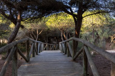 Akdeniz çam ormanının içinden ahşap bir tahta kaldırım geçiyor. Sabah ışığı, doğa koruma alanının iğnelerinden parlar. Pinar De La Almedraba, Pinares De Rota, Rota, Cadiz, Endülüs, İspanya