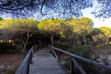 Akdeniz çam ormanının içinden ahşap bir tahta kaldırım geçiyor. Sabah ışığı, doğa koruma alanının iğnelerinden parlar. Pinar De La Almedraba, Pinares De Rota, Rota, Cadiz, Endülüs, İspanya