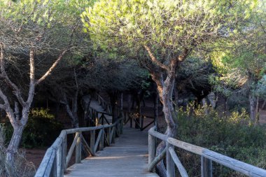 Akdeniz çam ormanının içinden ahşap bir tahta kaldırım geçiyor. Sabah ışığı, doğa koruma alanının iğnelerinden parlar. Pinar De La Almedraba, Pinares De Rota, Rota, Cadiz, Endülüs, İspanya