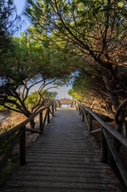 Akdeniz çam ormanının içinden ahşap bir tahta kaldırım geçiyor. Sabah ışığı, doğa koruma alanının iğnelerinden parlar. Pinar De La Almedraba, Pinares De Rota, Rota, Cadiz, Endülüs, İspanya
