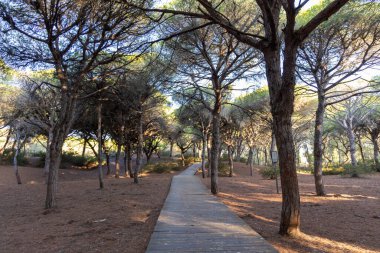 Akdeniz çam ormanının içinden ahşap bir tahta kaldırım geçiyor. Sabah ışığı, doğa koruma alanının iğnelerinden parlar. Pinar De La Almedraba, Pinares De Rota, Rota, Cadiz, Endülüs, İspanya