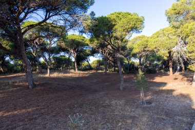 Yoğun bir Akdeniz çam ormanında sabah manzarası. Pinar De La Almedraba doğa koruma alanı, Pinares De Rota, Rota, Cdiz, Endülüs, İspanya sahillerinde gün doğumu.