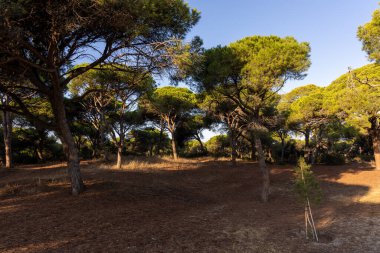 Yoğun bir Akdeniz çam ormanında sabah manzarası. Pinar De La Almedraba doğa koruma alanı, Pinares De Rota, Rota, Cdiz, Endülüs, İspanya sahillerinde gün doğumu.