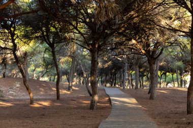 Akdeniz çam ormanının içinden ahşap bir tahta kaldırım geçiyor. Sabah ışığı, doğa koruma alanının iğnelerinden parlar. Pinar De La Almedraba, Pinares De Rota, Rota, Cadiz, Endülüs, İspanya
