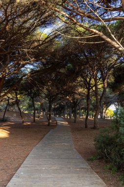 Akdeniz çam ormanının içinden ahşap bir tahta kaldırım geçiyor. Sabah ışığı, doğa koruma alanının iğnelerinden parlar. Pinar De La Almedraba, Pinares De Rota, Rota, Cadiz, Endülüs, İspanya